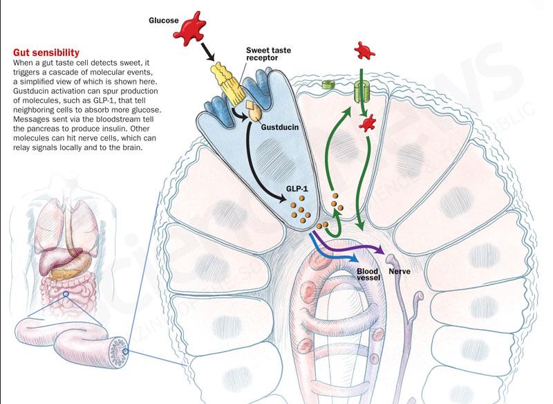 Le cellule L sono cellule endocrine che entrano in contatto tramite la parte apicale con i nutrienti e tramite la parte basolaterale con i vasi e le terminazioni nervose Il GLP-1 immagazzinato in