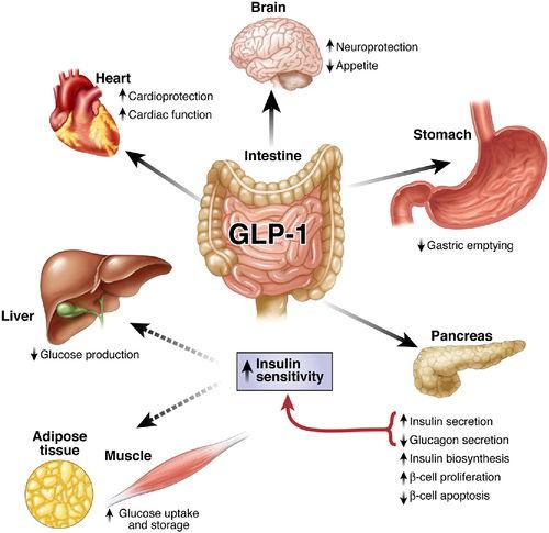 Effetti pleiotropici del GLP-1 encefalo cuore appetito stomaco velocità di svuotamento gastrico fegato pancreas Produzione di glucosio tessuto