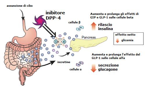 Incretino-mimetici indiretti: Gli inibitori delle DPP-IV Inibitori competitivi reversibili delle dipeptidil peptidasi-iv Determinano un aumento di incretine di 2-3