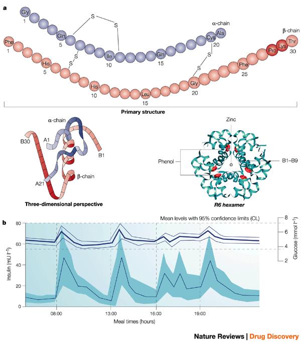 Struttura dell'insulina Insulinemia Glicemia Variazione dei