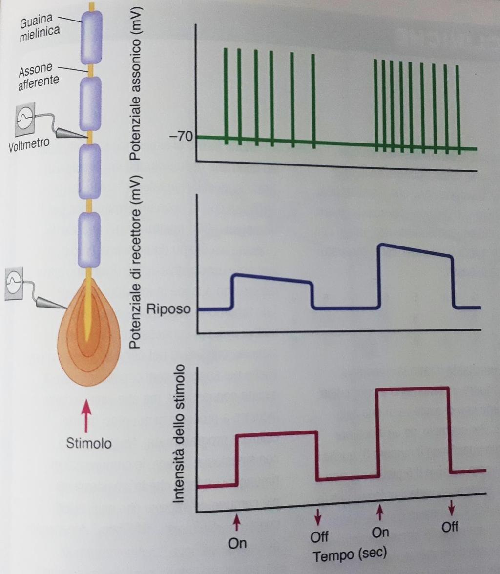 Codificazione dell intensità dello stimolo - Codice di frequenza - Uno stimolo più intenso produce un potenziale del recettore di maggiore entità.