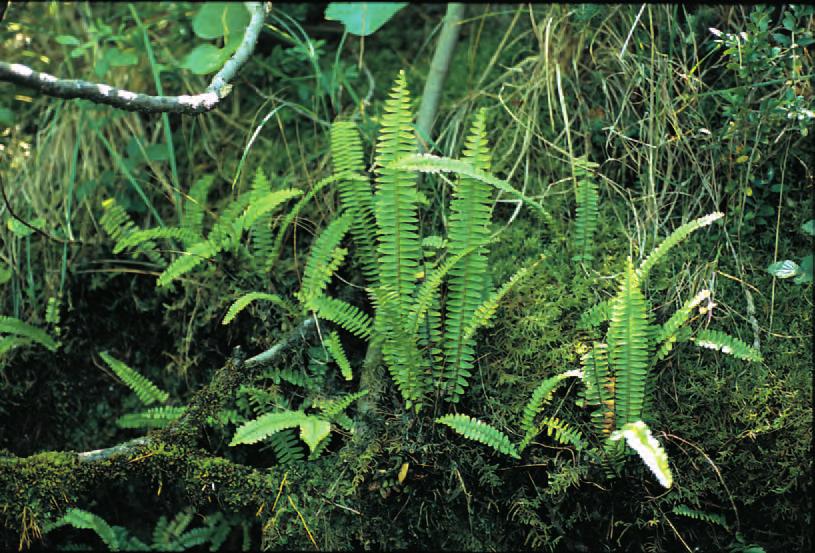 22. Nephrolepidaceae Rizoma corto, con stoloni aerei tuberiferi; fronde fascicolate, omomorfe; sori orbicolari; indusio bicolore. 1. Nephrolepis Nephrolepis cordifolia C.