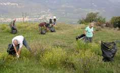 Specie invasive vegetali quali sono le loro strategie di diffusione?