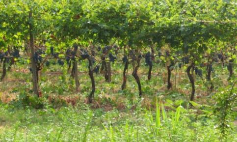 VITICOLTURA ED ENOLOGIA Nell articolazione Viticoltura ed Enologia il Diplomato avrà maggiori competenze in: organizzazione delle produzioni vitivinicole;