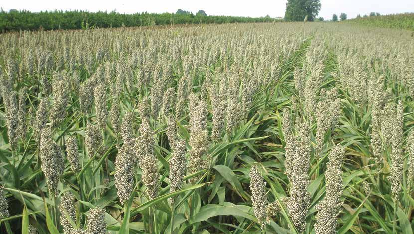 Indice Sorgo da granella ALBANUS TAXUS MARCUS MOUSSON ARMAX Seminare sorgo da granella Sorgo da