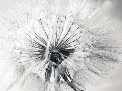 cuoio capelluto e capelli.