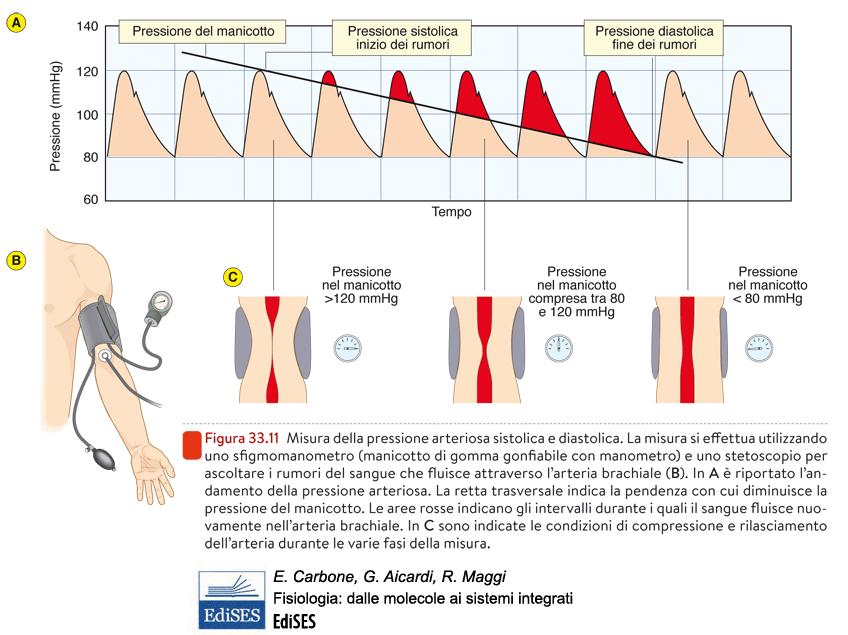 LEZIONE 21: MISURA E REGOLAZIONE PRESSIONE ARTERIOSA Misura della massima (sistolica) e minima (diastolica)