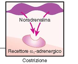 rilasciano NA (recettore α1: vasocostrizione) Tono simpatico basale, che