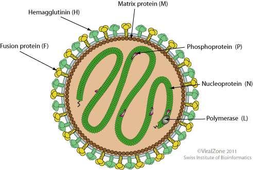 Morbillo: il virus Ordine: Mononegavirales ssrna polarità negativa