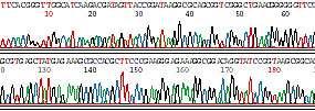Morbillivirus nt.450 Genoma Morbillo (16Kb) nt.