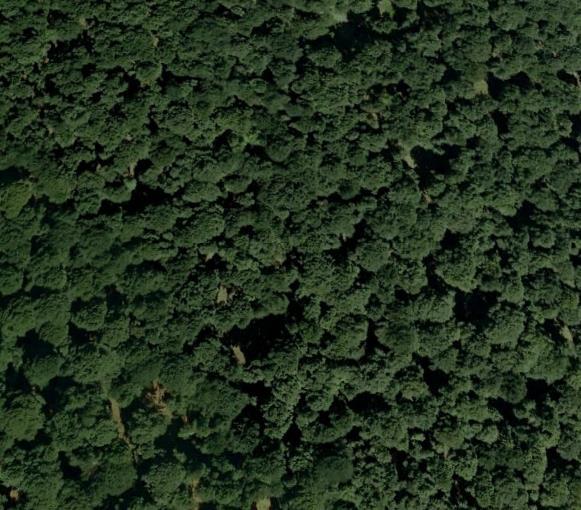 Il riconoscimento dei fototipi: vegetazione forestale.
