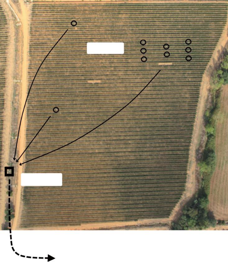 che georeferenziate acquisite per mezzo del telerilevamento aereo nel multi-spettrale, a partire dalle quali è possibile produrre mappe delle diverse condizioni di vigoria del vigneto.