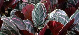 Come scegliere la Perché scegliere la IL COLORE E LA FORMA La, come la Calathea (molto simile), è una pianta da interni con foglie variegate in