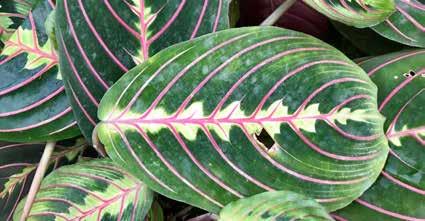 Famiglia e Calathea appartengono alla famiglia delle cee, che comprende anche la Stromanthe, una bella pianta tropicale coltivata a scopo ornamentale, e il Schumannianthus, pianta che produce fibre