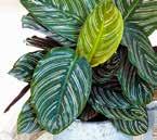 Significato della pianta In Centro America, e Calathea sono considerate piante portafortuna per trovare lavoro e vengono regalate ai giovani al termine degli studi Come scegliere il vaso adatto