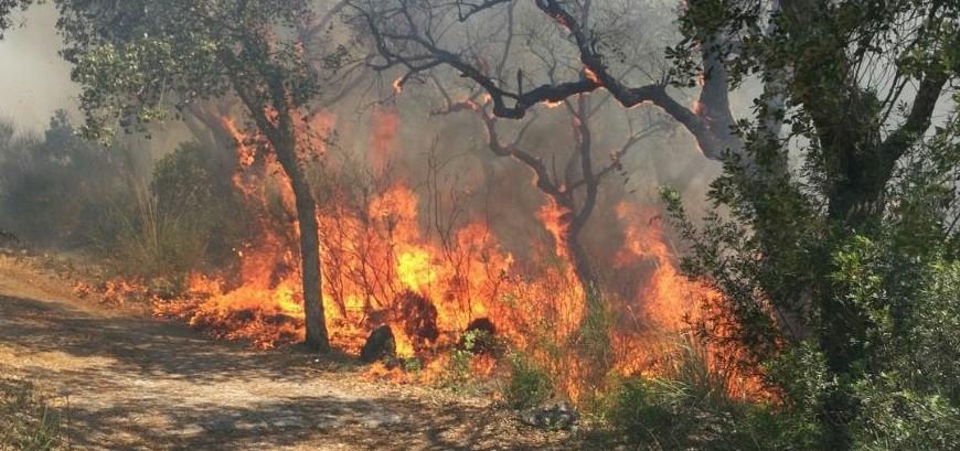 Premessa - Partendo dall analisi statistica degli incendi boschivi dell anno 2017 si vuole porre l attenzione sull organizzazione del sistema A.I.B.