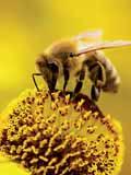 Gli apicoltori hanno riferito che l alveare conteneva un ape regina, ma non api adulte.