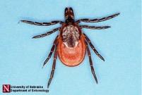 L apparato tegumentario Le punture di insetti La malattia di Lyme o o o Cause Trasmessa