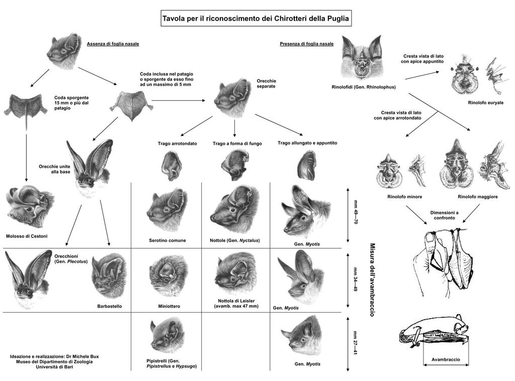 11. BIOSPELEOLOGIA 11.a) CHIROTTERI 11.a.1) Presenza di guano U tracce U poco U molto 11.a.2) Stima numero esemplari U da 1 a 10 U da 11 a 20 U da 21 a 50 U da 51 a 100 U oltre 100 11.a.3) Presenza di giovani U SI U NO 11.