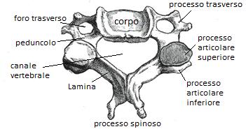 2 1. ANATOMIA DELLA COLONNA CERVICALE Le vertebre cervicali sono le prime sette della colonna vertebrale e presentano dei caratteri specifici che permettono la loro distinzione da quelle degli altri