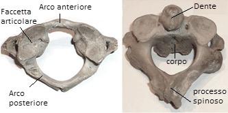 3 C1 o Atlante C2 o Epistrofeo Le rimanenti cinque vertebre cervicali (C3-C7) presentano un maggior grado di similitudine per forma e funzioni.