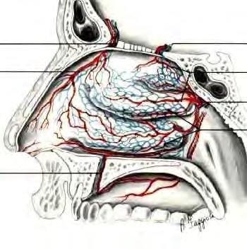 La mucosa nasale riceve una grande quantità di flusso sanguigno per unità di tessuto.