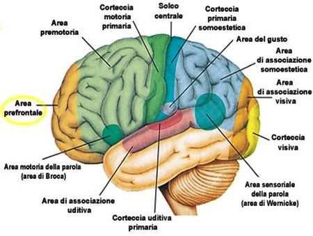 Sintomi focali principali FRONTALE: disturbi aspecifici, comportamentali, rallentamento, apatia, alterazioni della memoria,; TEMPORALE: alterazioni personalità, allucinazioni uditive,