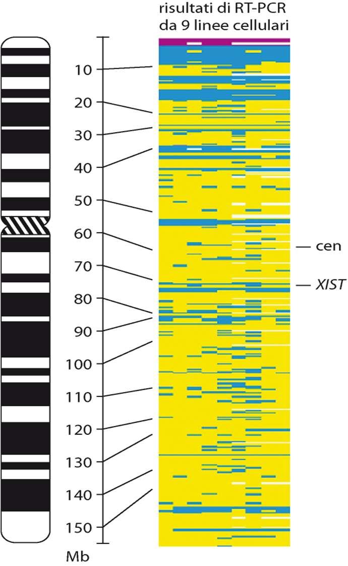 X-inactivation L inattivazione inizia a livello del centro di inattivazione dell X (XIC) a Xq13. XIC codifica un lungo RNA non codificante (~17 kb) espresso solo dal chr. X inattivato.