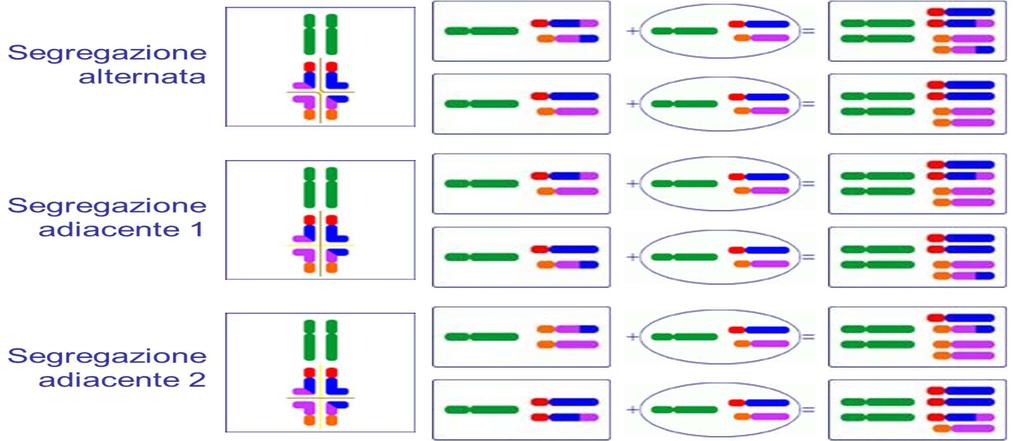 Traslocazione reciproca bilanciata La formazione di tetravalenti aiuta a capire: solo con la segregazione alternata si formano gameti