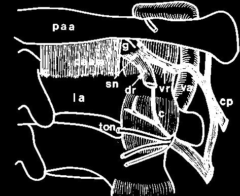 posteriore dell atlante (paa), lamina dell asse (la), arteria vertebrale