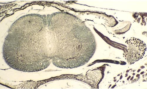 後根神経節細胞 Il ruolo del Ganglio del radici posteriore Midollo Spinale di Anfibio Ganglio Spinale di Mammifero Midollo spinale di larva di Anfibio anuro (Xenopus), sezione