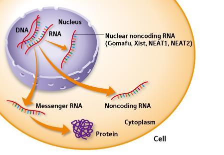 1 2 I geni accesi (Switch on) vengono trascritti nel nucleo in RNA messaggeri (1) che passano nel citoplasma dove vengono tradotti in proteine (2).