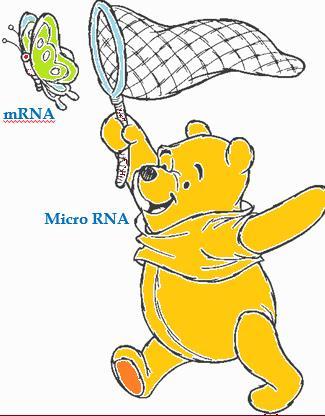 L altro meccanismo è rappresentato dai Micro RNA (mir).