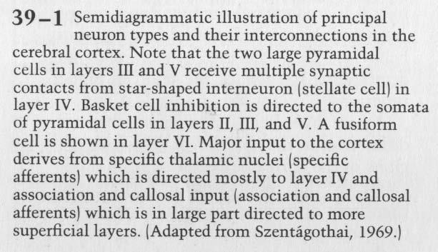 afferenze talamiche nel caso di corteccie sensoriali) ai neuroni piramidali dello strato III e V. Cell.