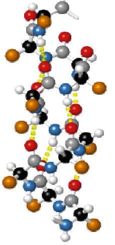 α-elica SI FORMA QUANDO UNA SIGOLA CATENA POLIPEPTIDICA SI AVVOLGE SU SE STESSA PER FORMARE UN CILINDRO RIGIDO: IN PARTICOLARE SI INSTAURA UN