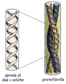 TIPICAMENTE, BREVI REGIONI AD α-elica SONO ABBONDANTI IN PROTEINE POSTE NELLE MEMBRANE CELLULARI (ES.