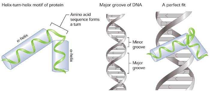 α-elica Leu β-sheet Zn ++ His Helix-turn-Helix