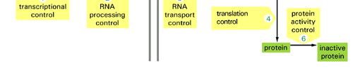 DIAGRAMMA DI FLUSSO DELL ESPRESSIONE GENICA mirna Nuclear phase Choise and Transcription of specific genes RNA Maturation