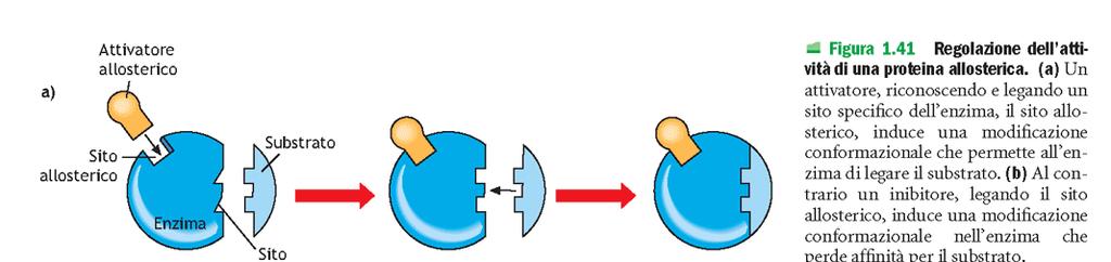 REGOLAZIONE ALLOSTERICA LEGAME CHIMICO DEBOLE (SOPRATTUTTO LEGAMI H) TRA EFFETTORE ALLOSTERICO E PROTEINA ALLOSTERICA E PROPRIA