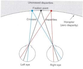 37 I punti dello spazio che si trovano alla stessa distanza del punto di fissazione formano un piano immaginario detto oroptero.