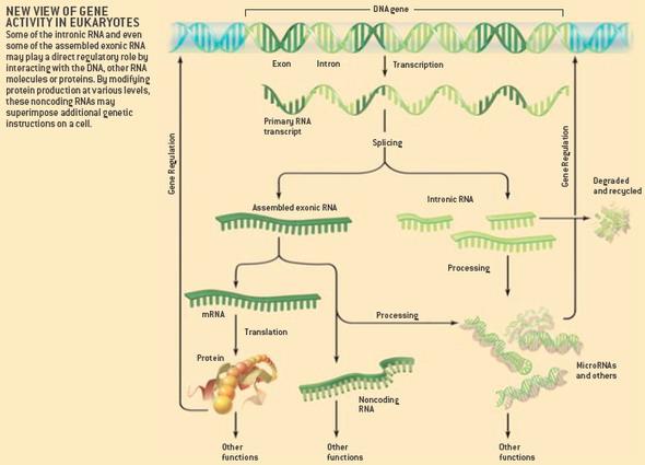 Il nuovo dogma microrna ncrna Ipotesi ncrna non sono semplice rumore trascrizionale, ma più probabilmente svolgono un ruolo