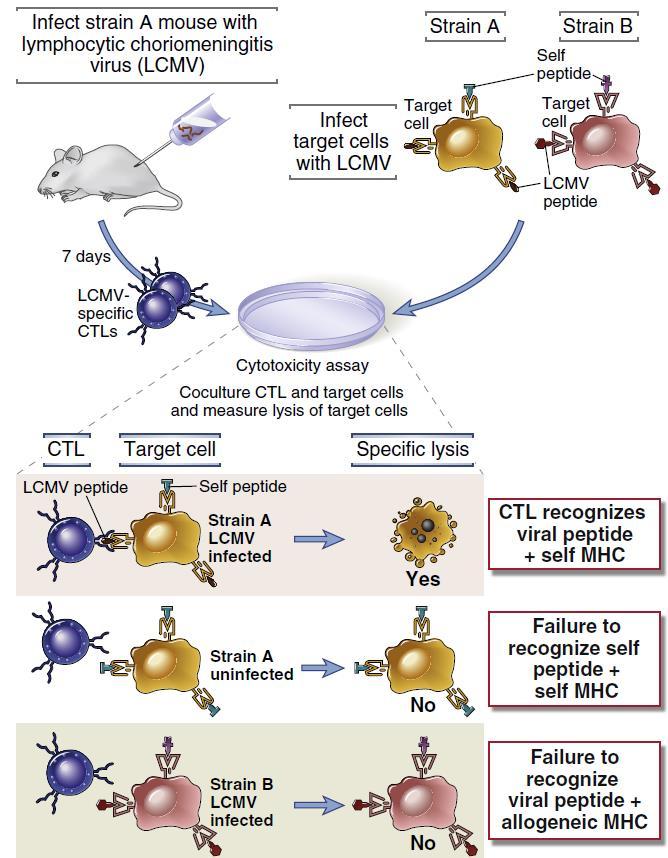 Esperimento che spiega il fenomeno della restrizione MHC I CTL CD8+ riconoscono le cellule infettate solo se queste esprimono gli stessi antigeni MHC che sono espressi nell animale in cui i CTL sono
