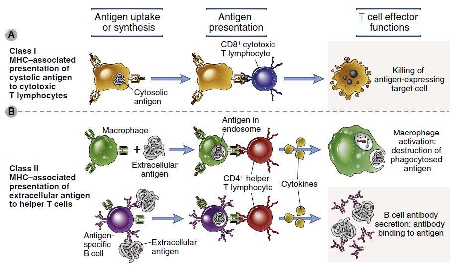 Presentazione di antigeni citosolici ed extracellulari a differenti sottopopolazioni di linfociti T I CD8+ ristretti per classe I riconoscono e uccidono cellule infettate da microbi intracellulari e