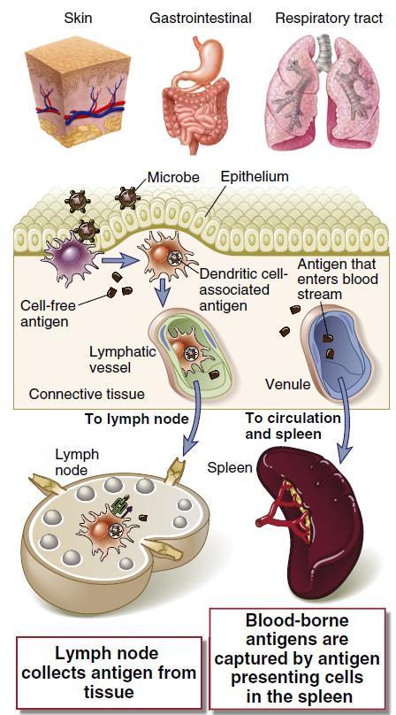 Principali vie di entrata dell antigene Abbas, Lichtman,