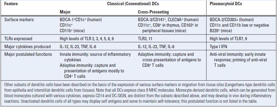 Principali sottopopolazioni di cellule dendritiche ** - ** la concentrazione di molecole MHC II sulle membrane -Le cellule dendritiche esprimono recettori per chemochine -Una buona