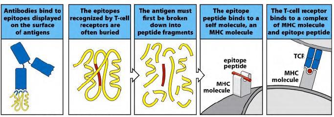 Quindi i linfociti T riconoscono l antigene solo