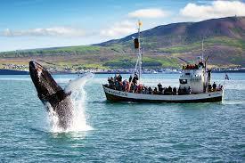 Possibilità di scegliere tra escursioni in barca per l avvistamento delle balene ad Husavik, oppure, se