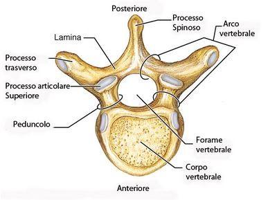 un articolazione con le vertebre sopra e sottostanti, infatti le faccette articolari superiori presentano una superficie concava e le faccette articolari inferiori una superficie convessa.