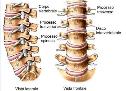 1.1.2 Anatomia delle vertebre lombari Le vertebre lombari sono 5, vengono indicate con L1, L2, L3, L4, L5 e costituiscono la terza parte (dopo le vertebre cervicali e le vertebre toraciche) dell