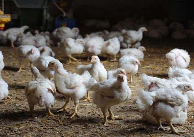 ANSA.IT 3 MAGGIO 2018 Unaitalia, bene consumi di pollo 2017 ma produzione -2,5% Chiude 2017 con fatturato di 5.
